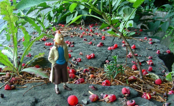 Fotografía Viajero Tintin